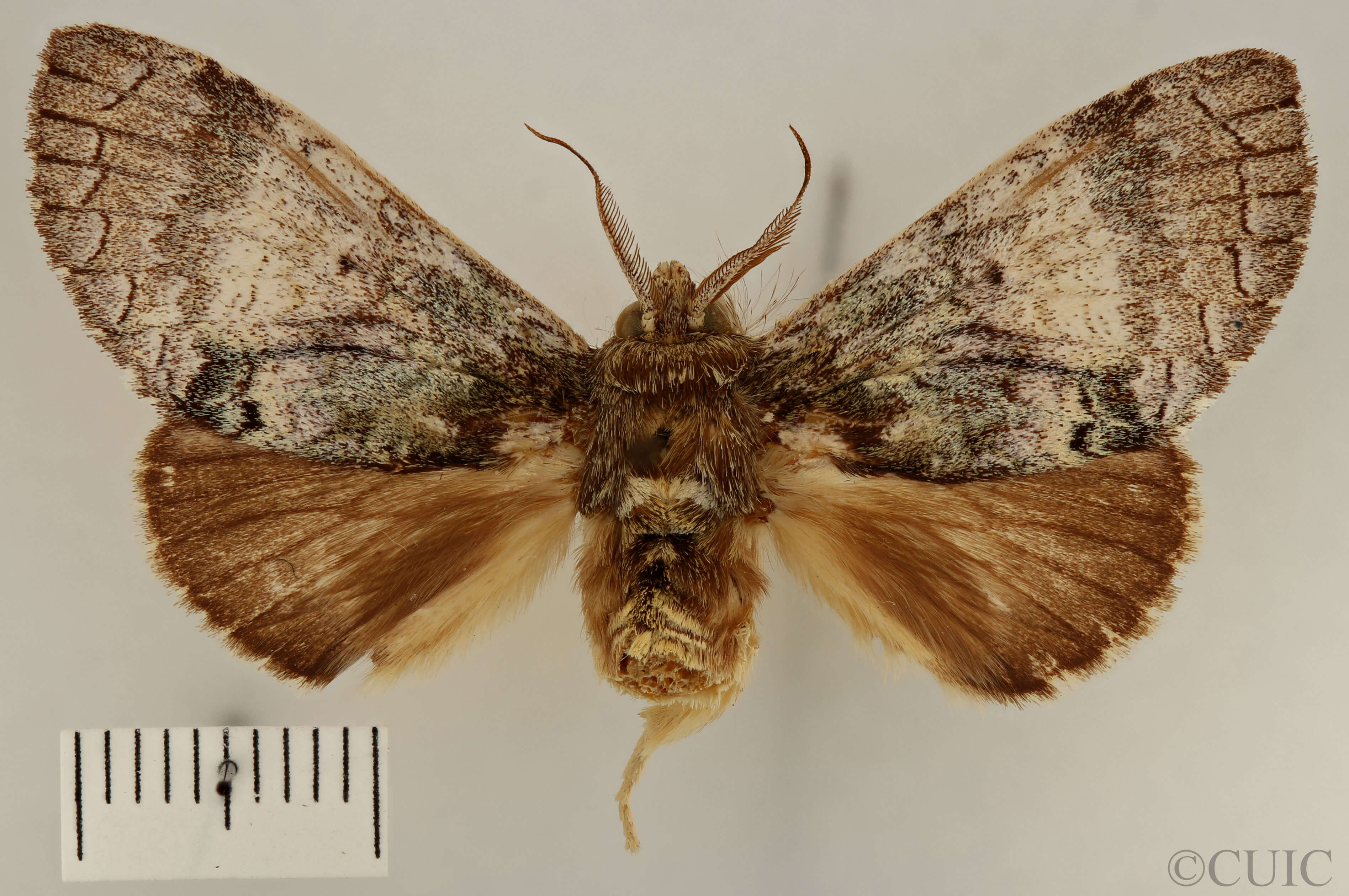 dorsal view of adult Toulgoetigia sennen