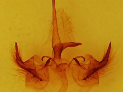 genitalia view of adult Toulgoetigia sennen