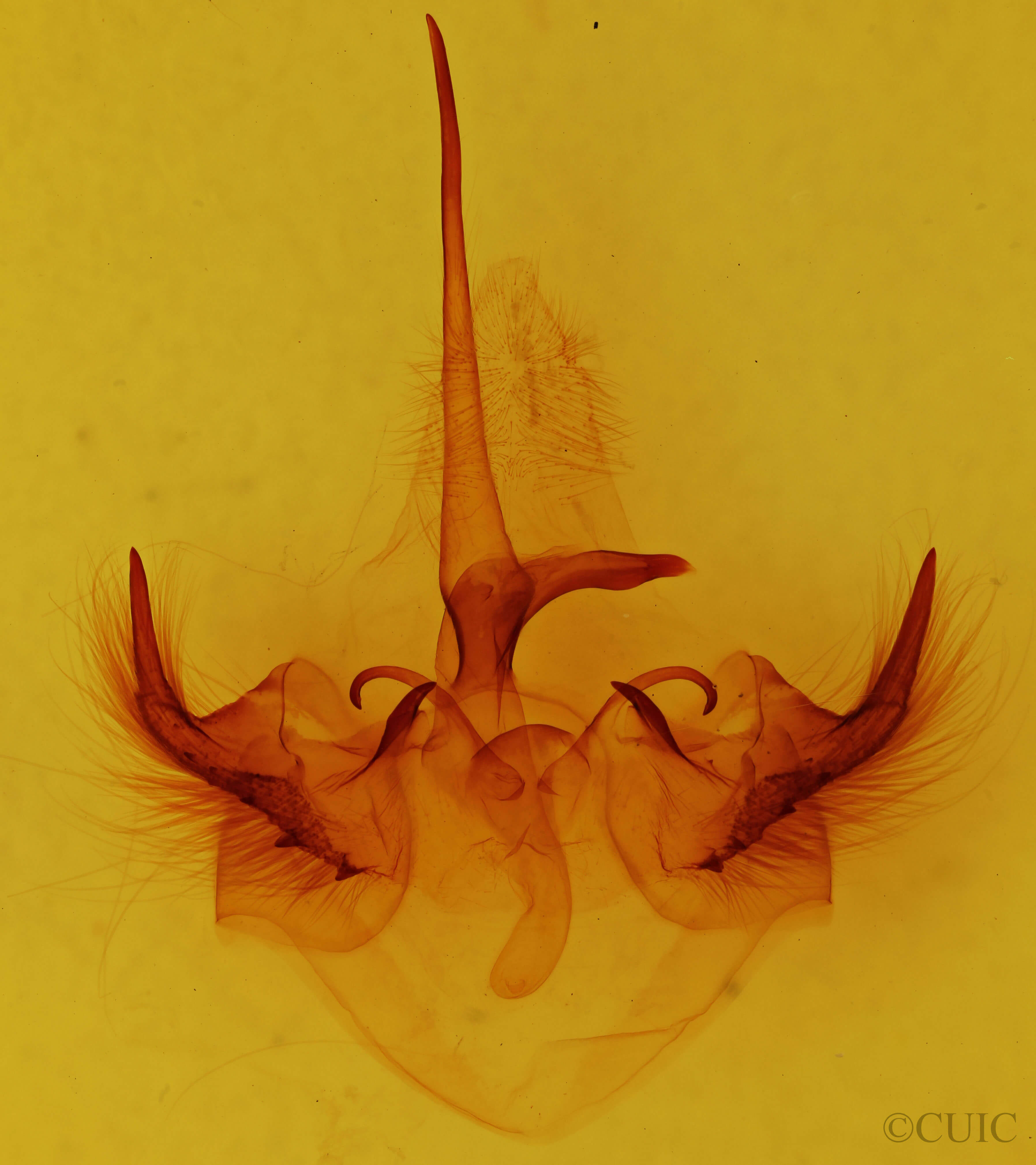 genitalia view of adult Toulgoetigia sennen