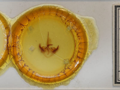 slide view of adult Toulgoetigia sennen