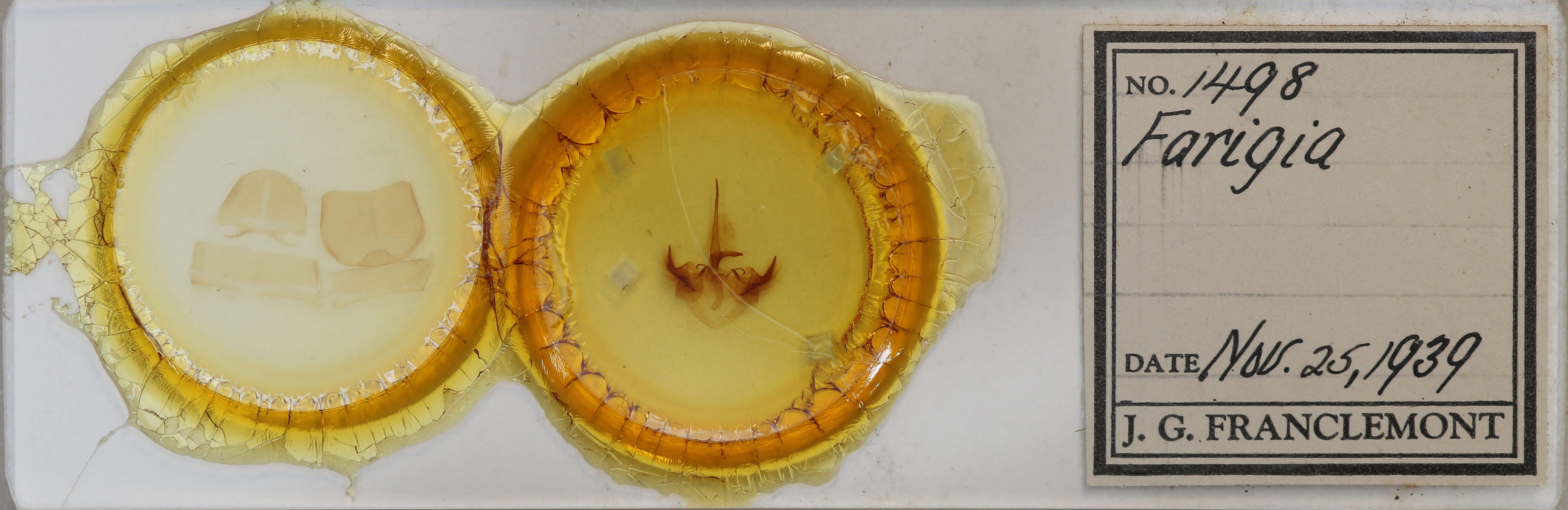 slide view of adult Toulgoetigia sennen