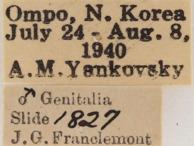 label view of adult Fentonia ocypete