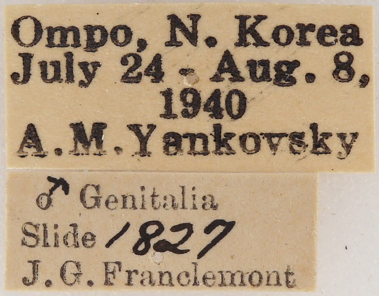 label view of adult Fentonia ocypete
