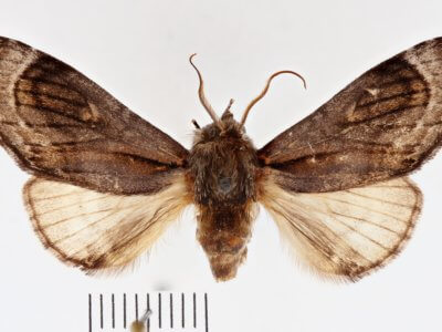 dorsal view of adult Fentonia ocypete