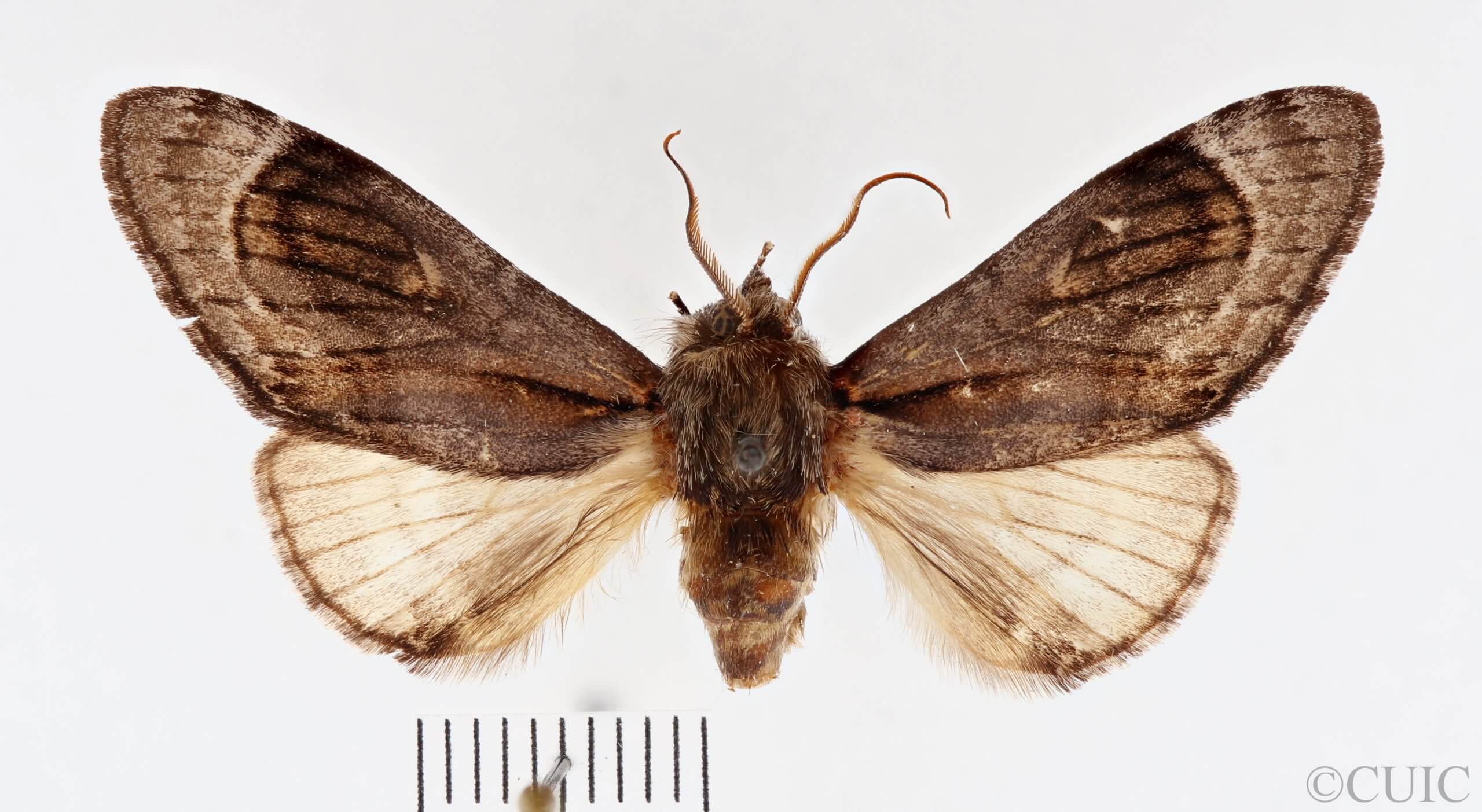 dorsal view of adult Fentonia ocypete