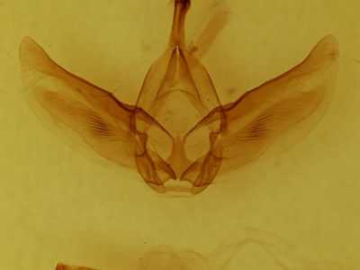 genitalia view of adult Fentonia ocypete