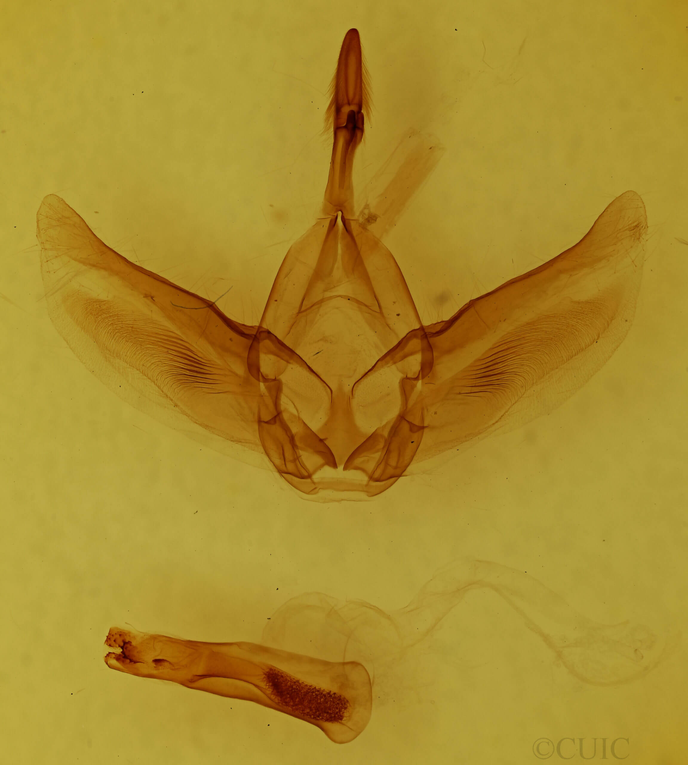 genitalia view of adult Fentonia ocypete