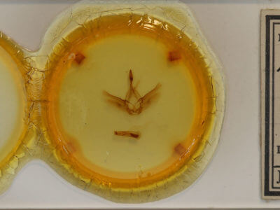 slide view of adult Fentonia ocypete