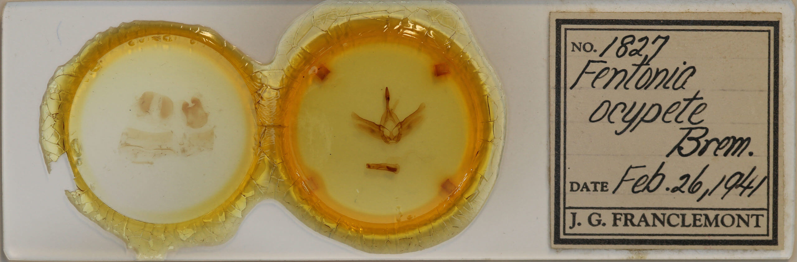 slide view of adult Fentonia ocypete