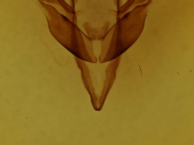 genitalia view of adult Feralia jocosa