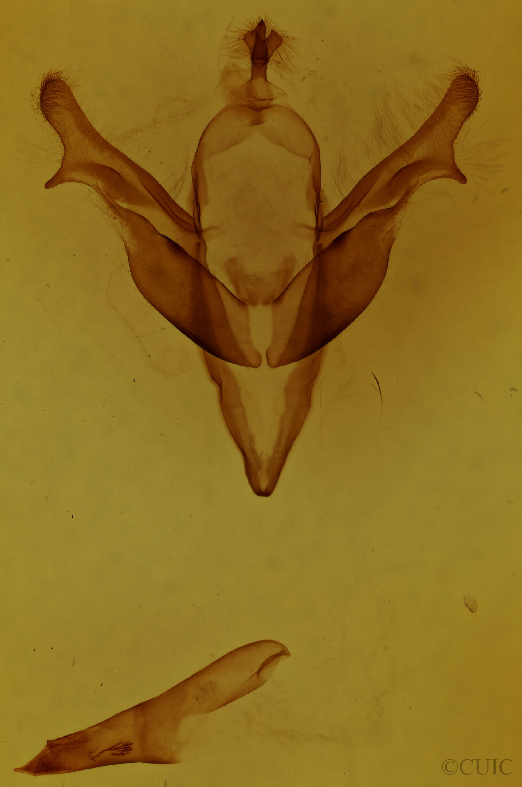 genitalia view of adult Feralia jocosa