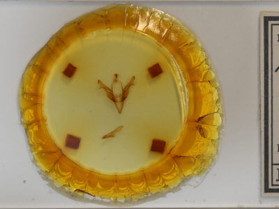 slide view of adult Feralia jocosa