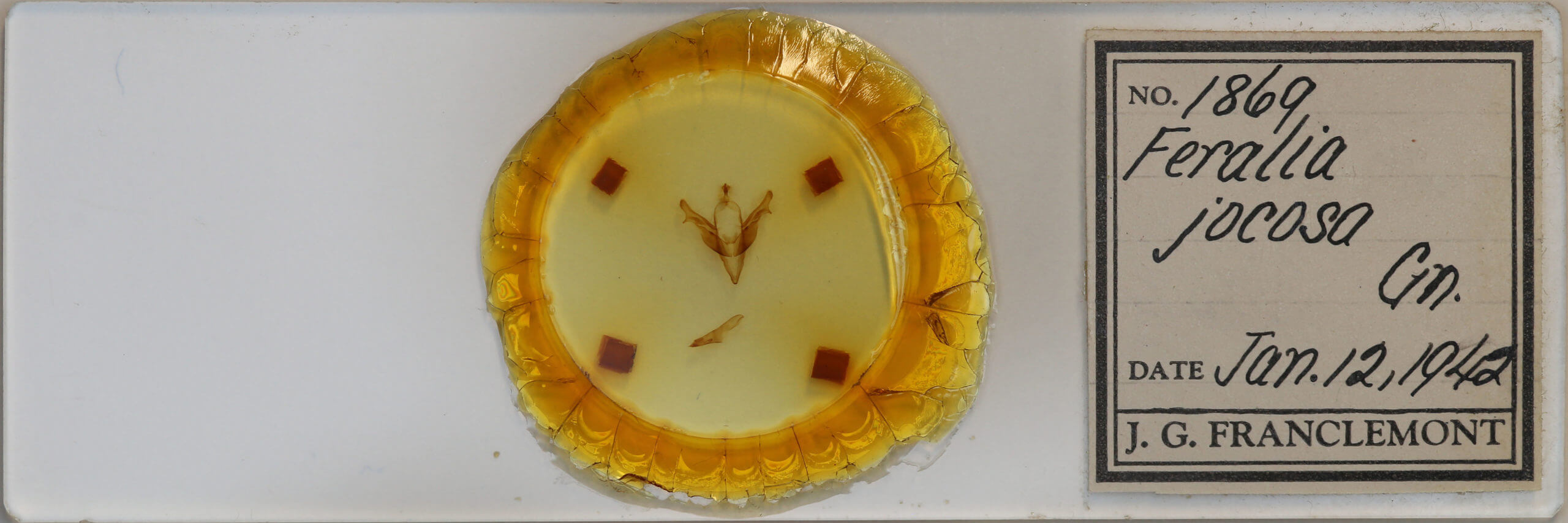 slide view of adult Feralia jocosa