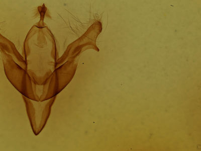 genitalia view of adult Feralia jocosa