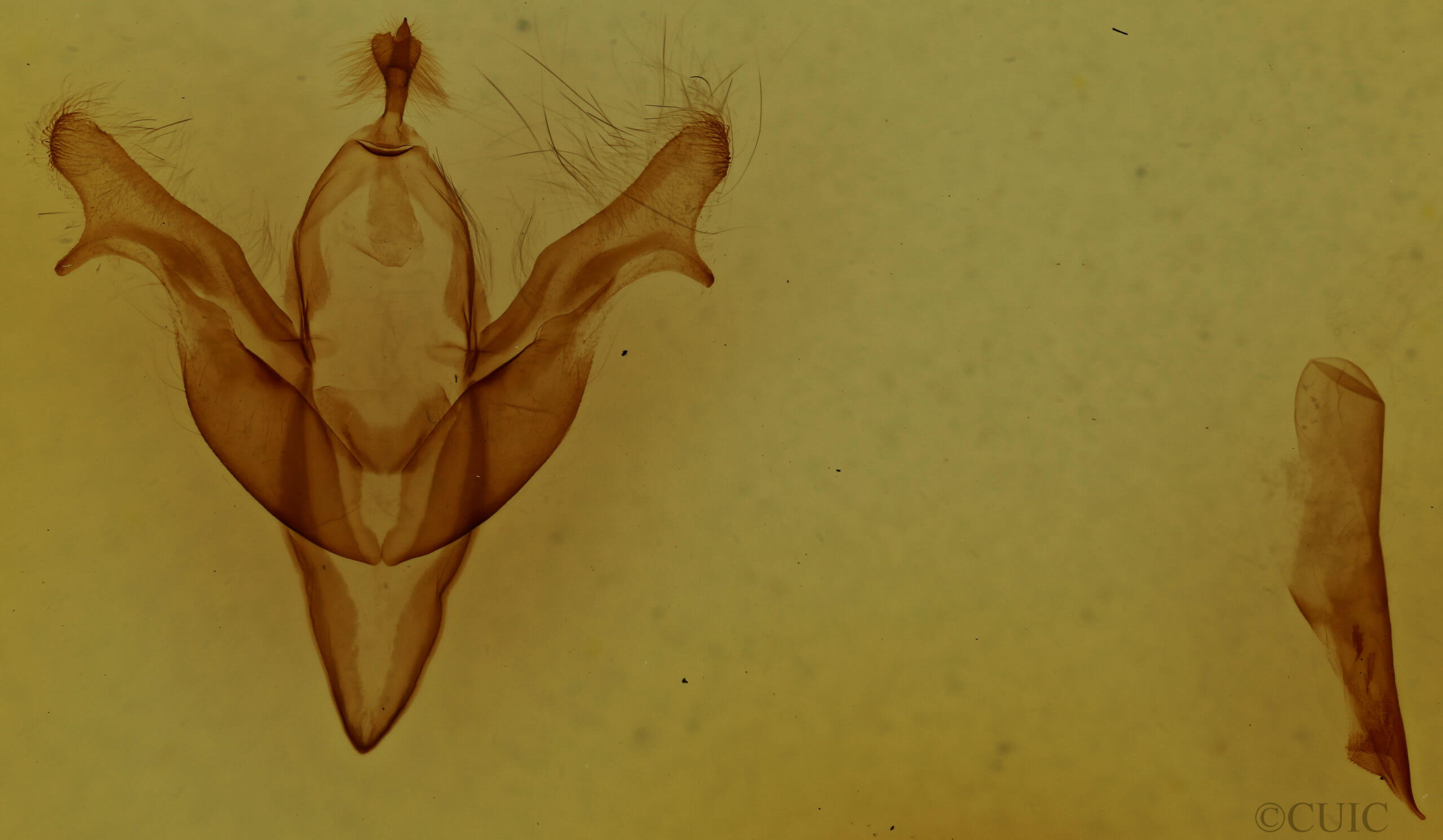genitalia view of adult Feralia jocosa