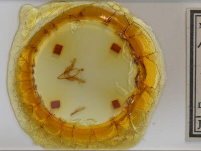 slide view of adult Feralia jocosa