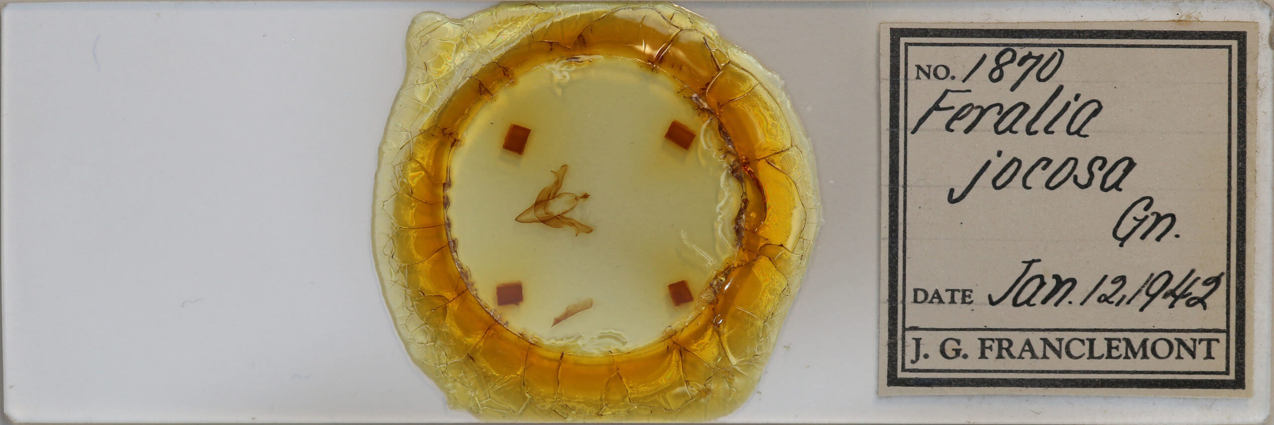 slide view of adult Feralia jocosa