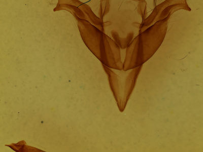 genitalia view of adult Feralia jocosa