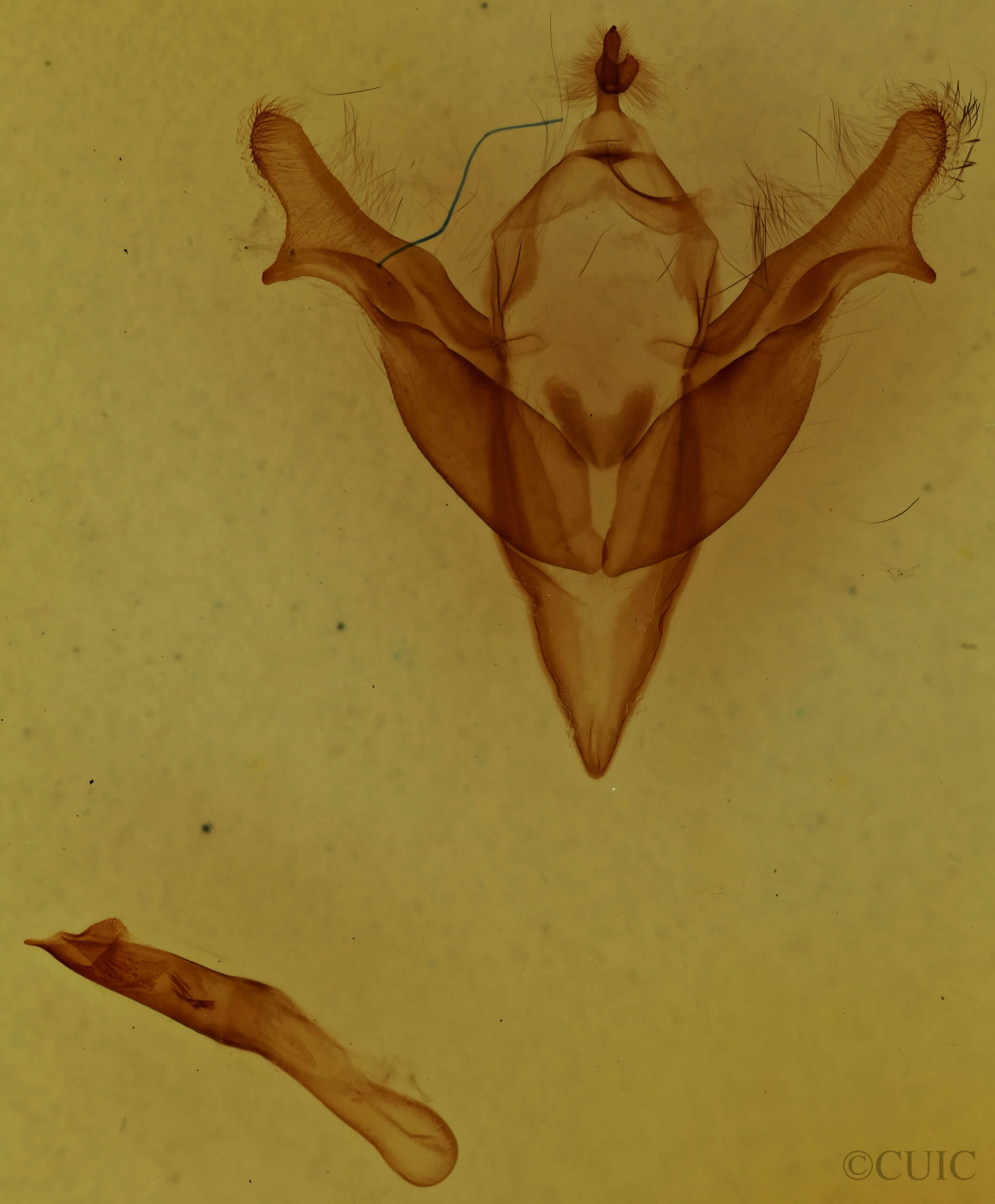 genitalia view of adult Feralia jocosa