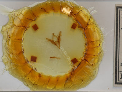 slide view of adult Feralia jocosa