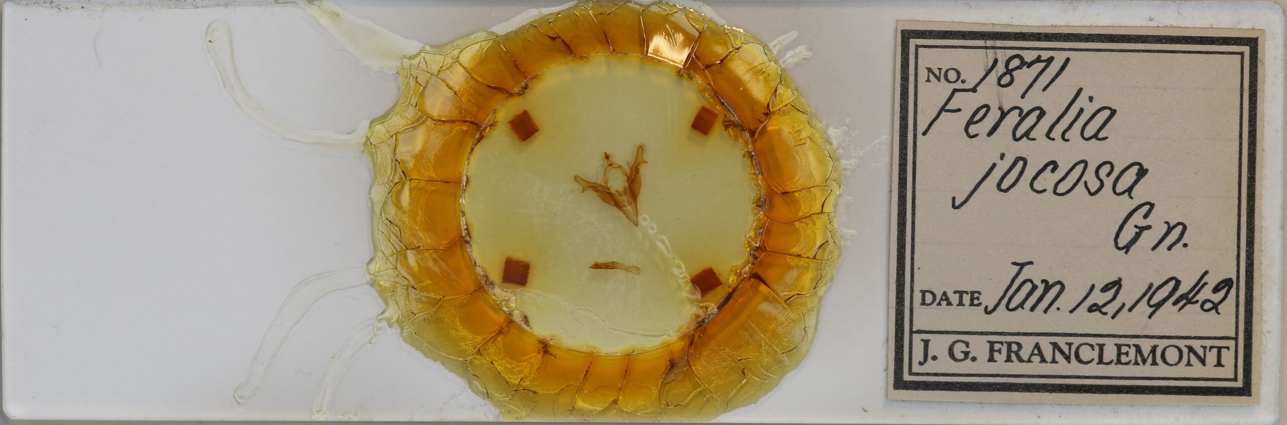 slide view of adult Feralia jocosa