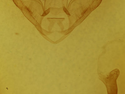 genitalia view of adult Halysidota tessellaris