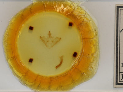 slide view of adult Halysidota tessellaris