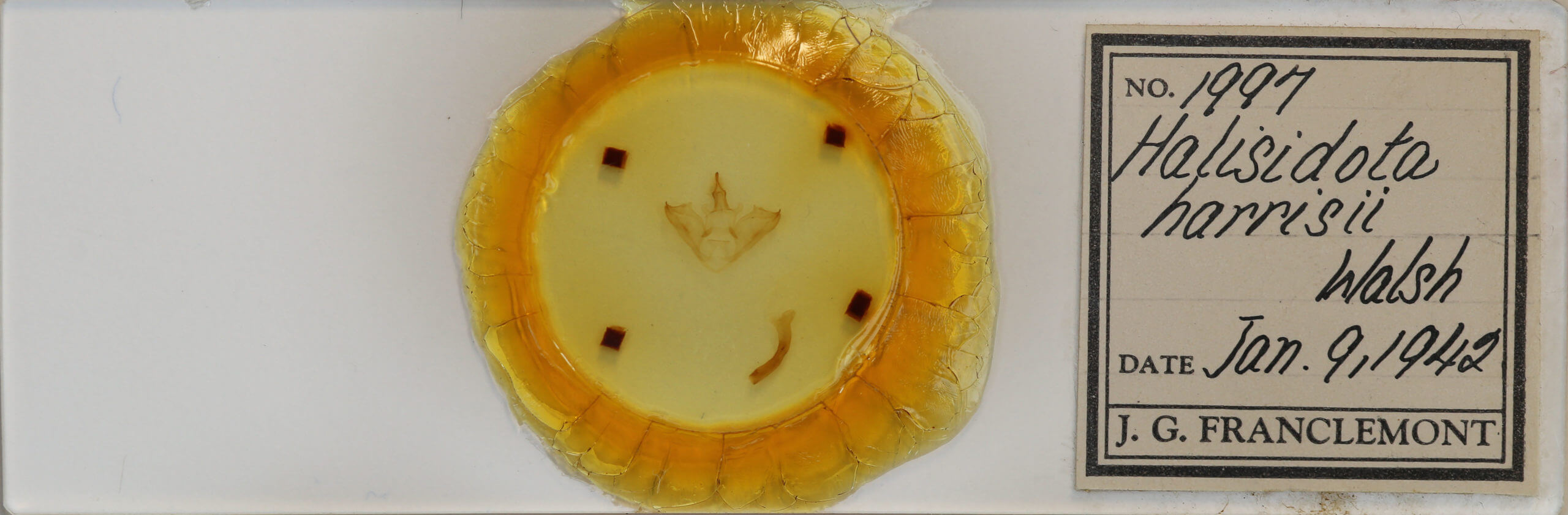 slide view of adult Halysidota tessellaris