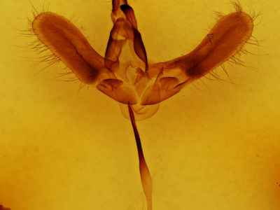 genitalia view of adult Hemaris diffinis
