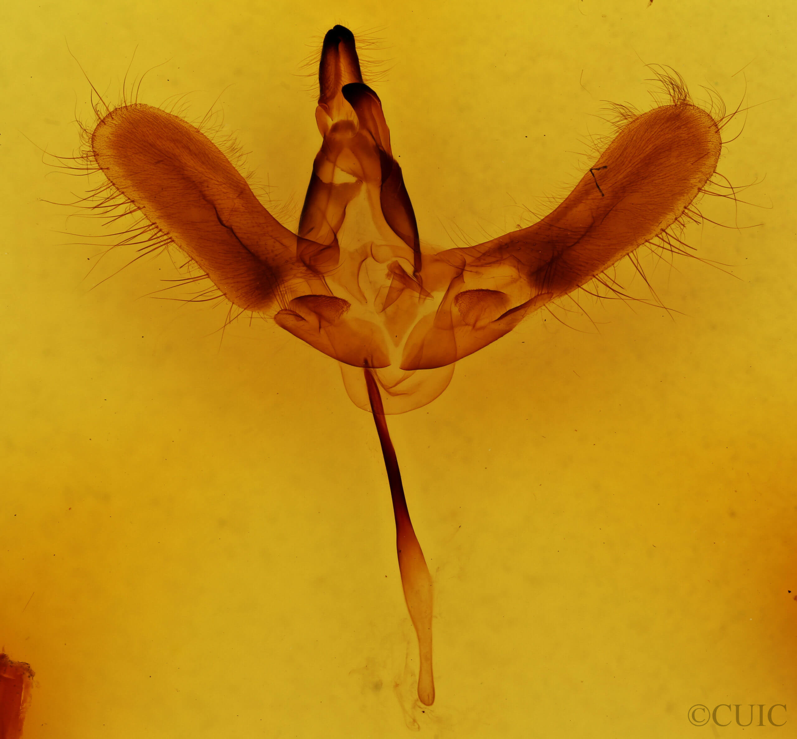 genitalia view of adult Hemaris diffinis