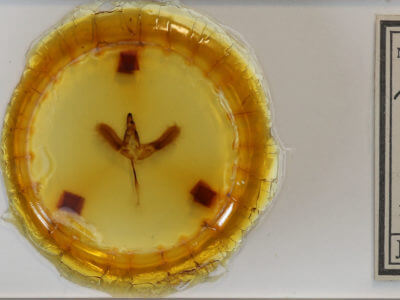 slide view of adult Hemaris diffinis