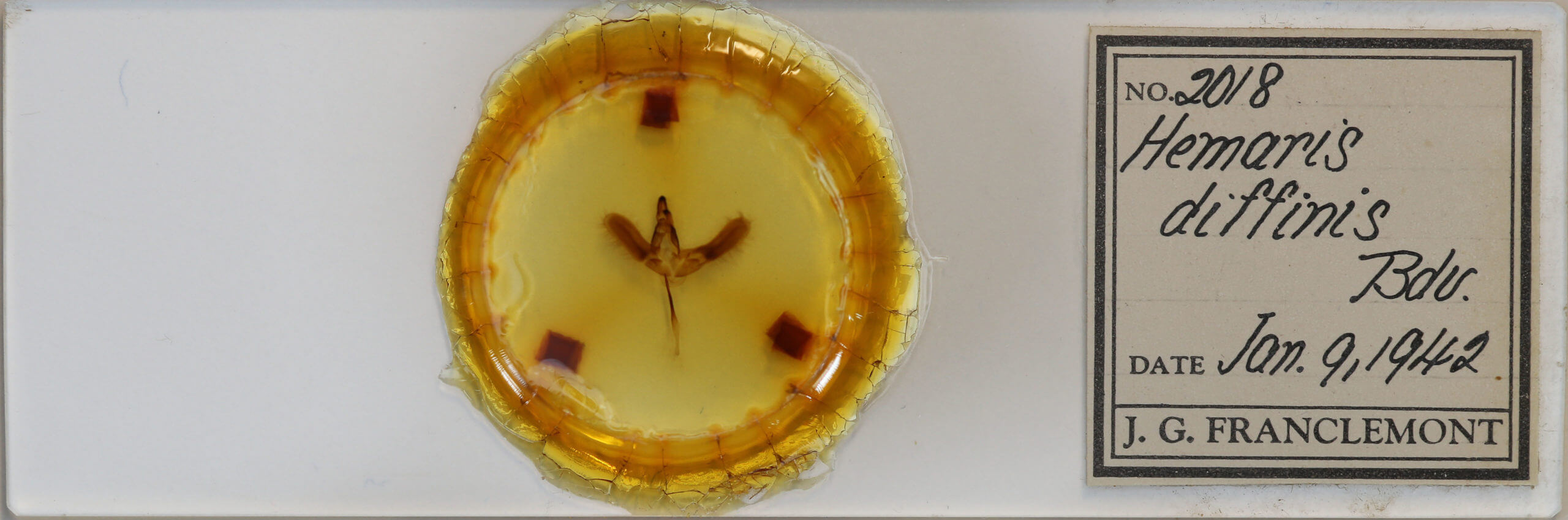 slide view of adult Hemaris diffinis