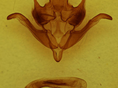 genitalia view of adult Homoglaea hircina