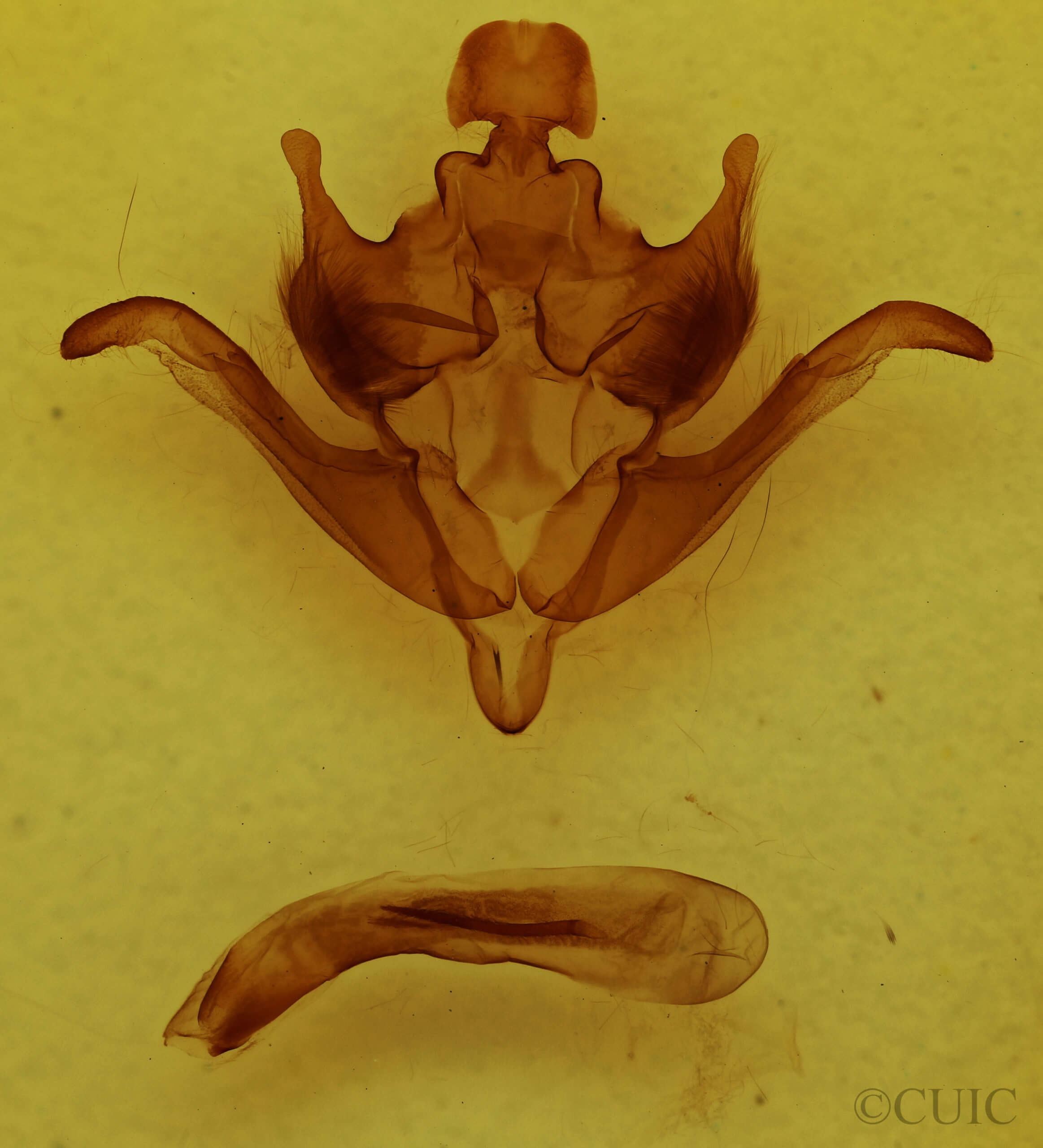 genitalia view of adult Homoglaea hircina