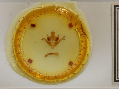 slide view of adult Homoglaea hircina