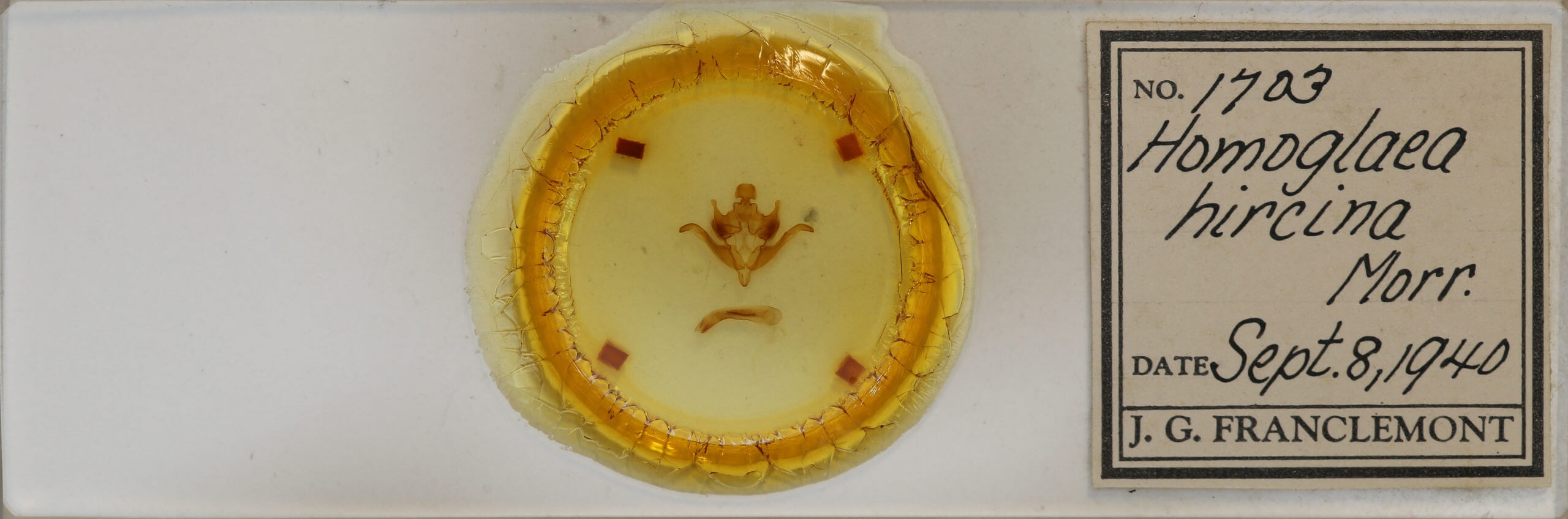 slide view of adult Homoglaea hircina