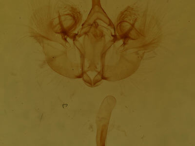 genitalia view of adult Hydriomena divisaria