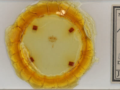 slide view of adult Hydriomena divisaria