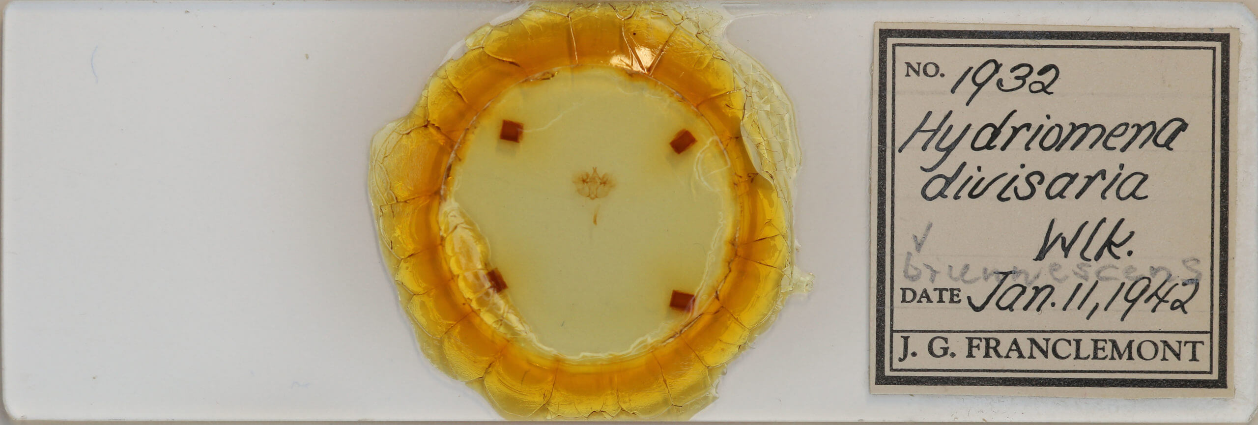 slide view of adult Hydriomena divisaria