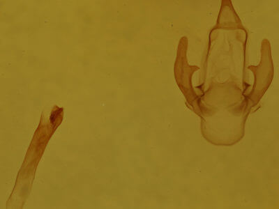 genitalia view of adult Hyphantria cunea