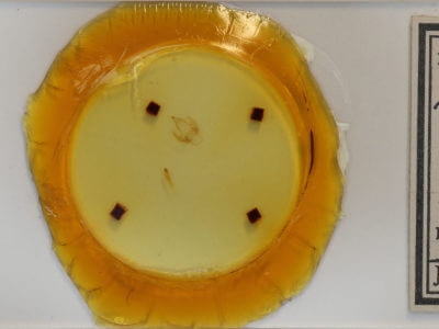 slide view of adult Hyphantria cunea