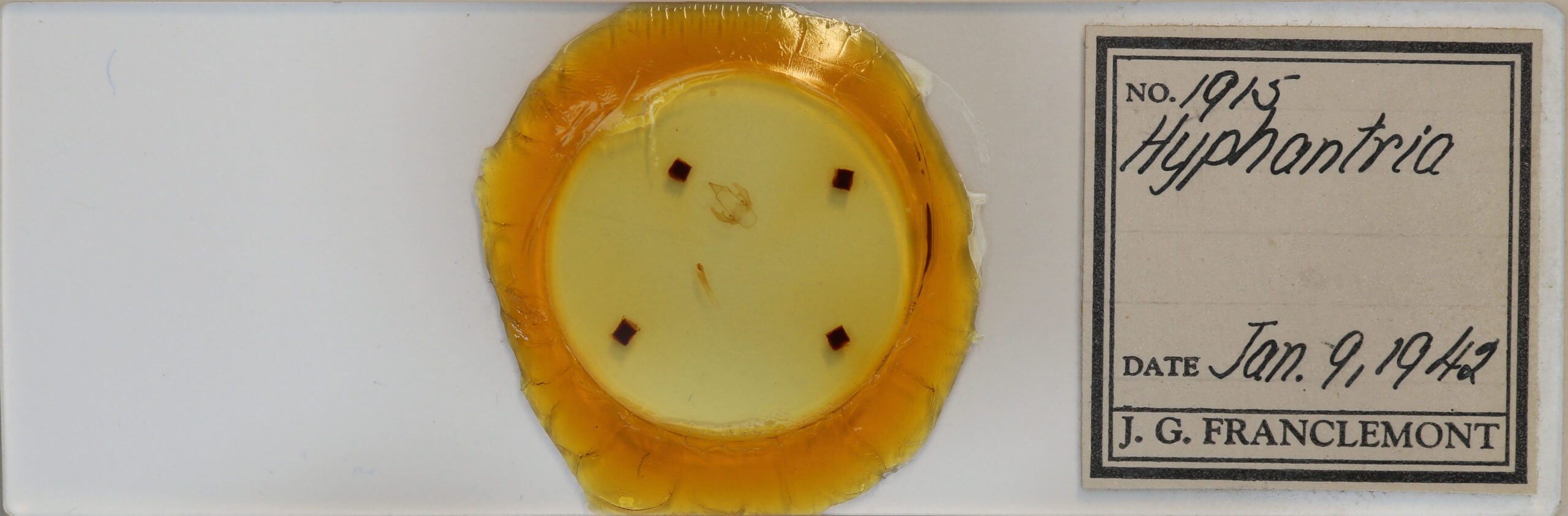 slide view of adult Hyphantria cunea