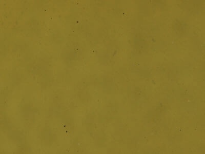 genitalia view of adult Hyphantria cunea