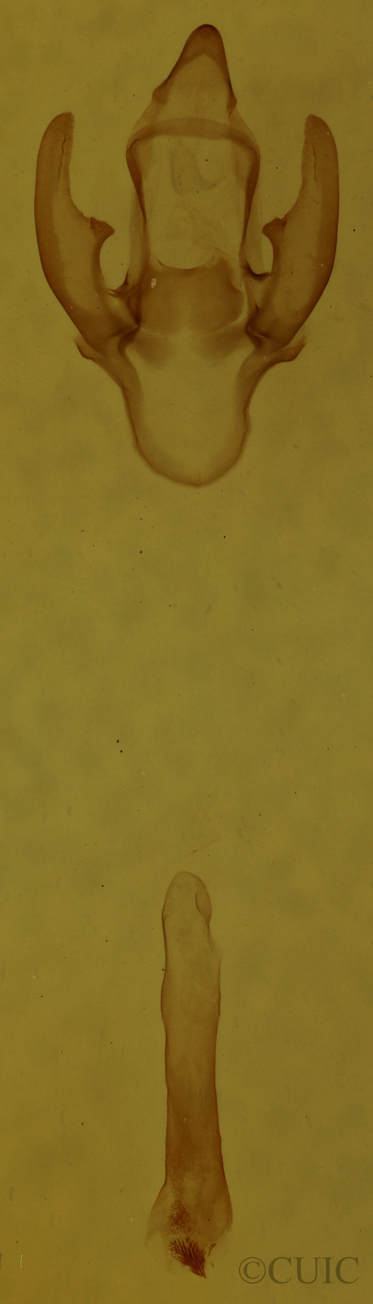 genitalia view of adult Hyphantria cunea