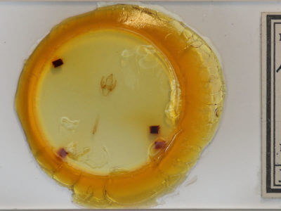 slide view of adult Hyphantria cunea