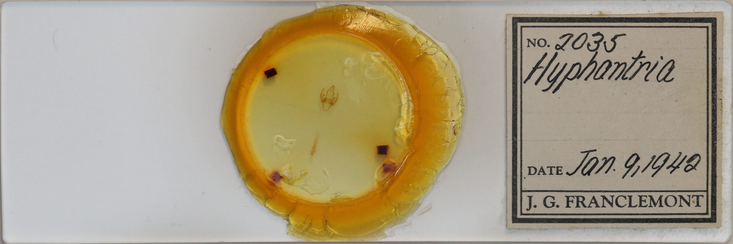 slide view of adult Hyphantria cunea