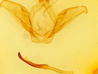 genitalia view of adult Ianassa lignicolor