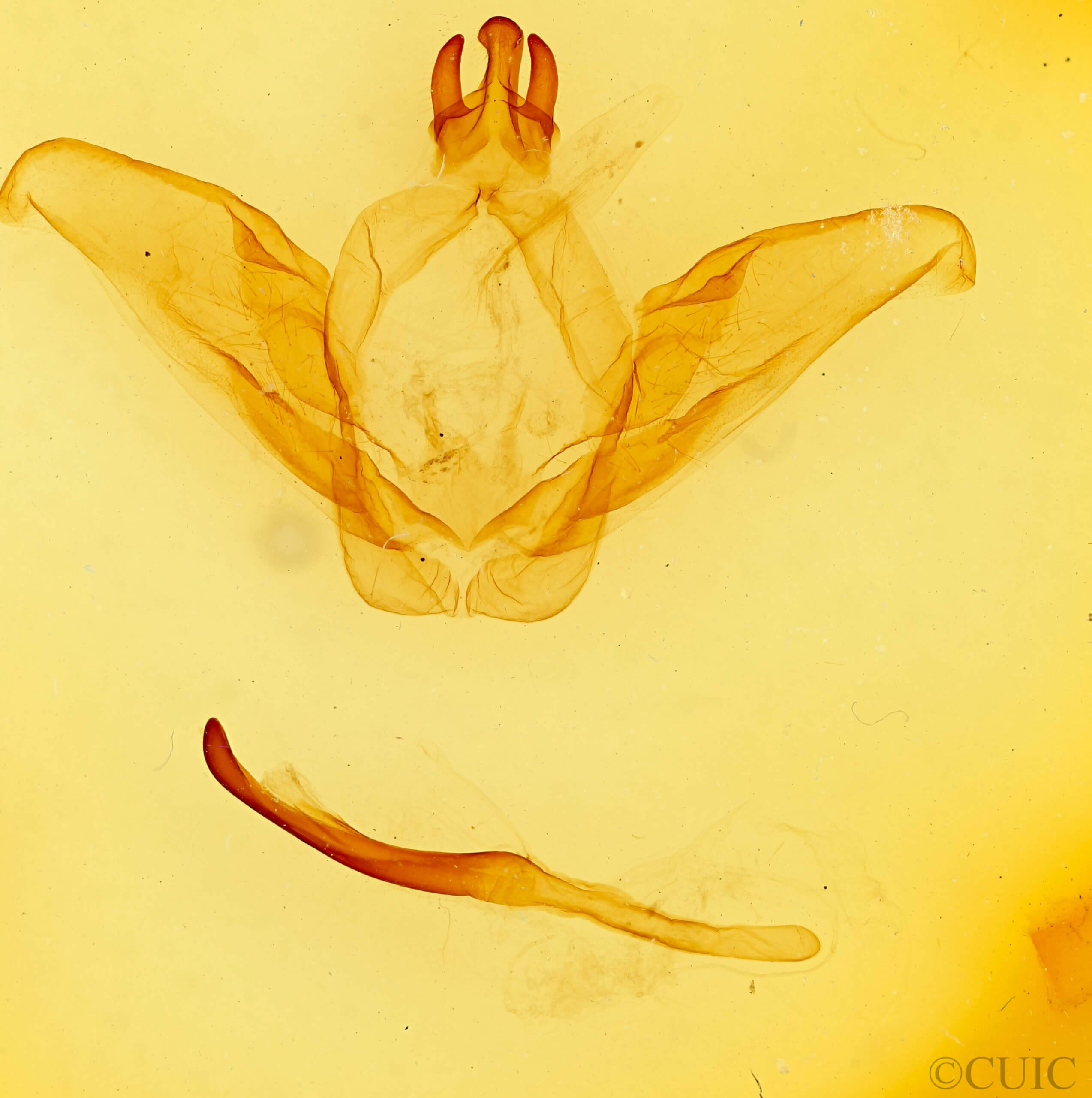 genitalia view of adult Ianassa lignicolor