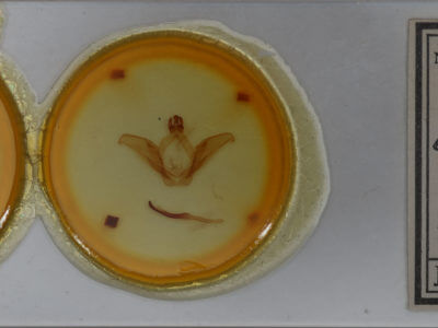 slide view of adult Ianassa lignicolor