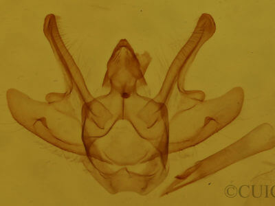 genitalia view of adult Macaria argillacearia